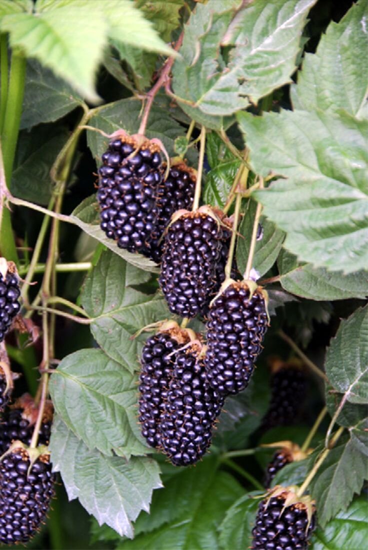 Frozen Native Trailing Blackberries/Pacific Dewberries — Foraged
